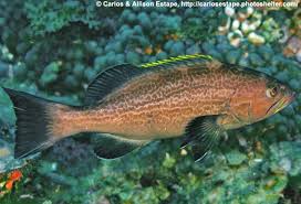 Image result for Mycteroperca interstitialis