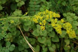Attēlu rezultāti vaicājumam “Galium verum leaf”