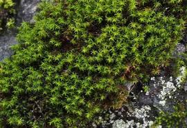 Attēlu rezultāti vaicājumam “Grimmia muehlenbeckii sporophyte”