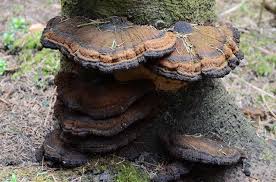 Attēlu rezultāti vaicājumam “Ischnoderma benzoinum”