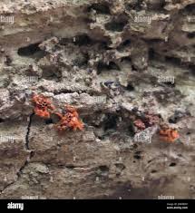 Attēlu rezultāti vaicājumam “Metatrichia vesparia”