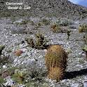 Flowering Plant Families, UH Botany