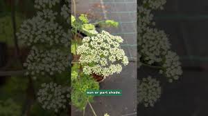 Attēlu rezultāti vaicājumam “Cenolophium denudatum leaf”