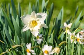 Attēlu rezultāti vaicājumam “Narcissus”