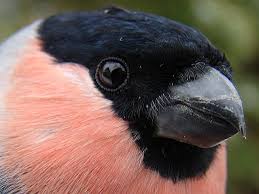 Attēlu rezultāti vaicājumam “Pyrrhula pyrrhula”