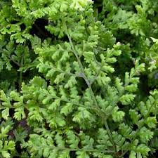 Attēlu rezultāti vaicājumam “Dryopteris dilatata”