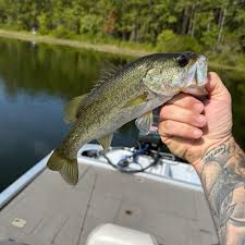 Image result for Channel SC-Weston SM