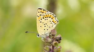 Attēlu rezultāti vaicājumam “Lycaeniinae”