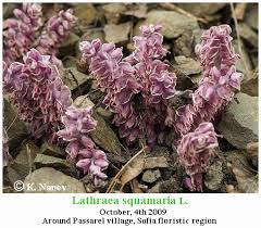 Attēlu rezultāti vaicājumam “Lathraea squamaria fruit”