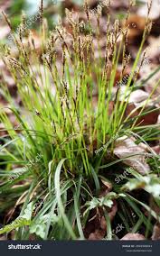 Attēlu rezultāti vaicājumam “Carex digitata flower”
