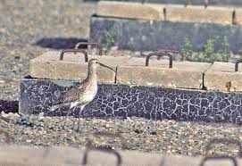 Image result for Numenius tenuirostris