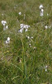 Attēlu rezultāti vaicājumam “Eriophorum latifolium flower”