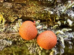 Attēlu rezultāti vaicājumam “Lycogala exiguum aggr. spores”