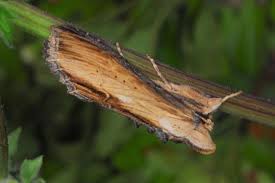 Attēlu rezultāti vaicājumam “Shargacucullia scrophulariae larva”