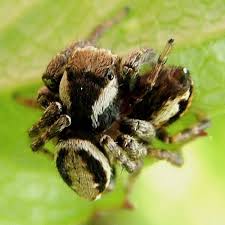 Attēlu rezultāti vaicājumam “Evarcha falcata male”