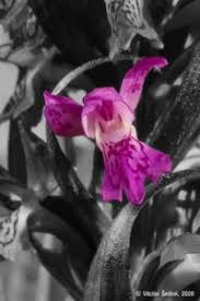 Attēlu rezultāti vaicājumam “Dactylorhiza russowii flower”