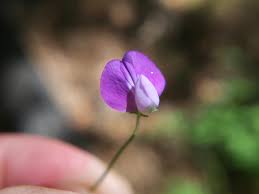 Attēlu rezultāti vaicājumam “Lathyrus”