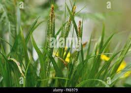 Attēlu rezultāti vaicājumam “Carex sylvatica fruit”