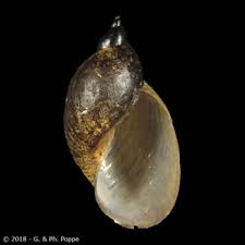 Attēlu rezultāti vaicājumam “Lymnaeidae”