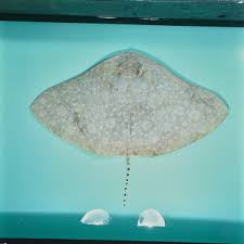 Image result for Gymnura natalensis