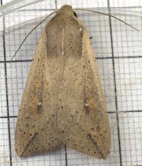 Attēlu rezultāti vaicājumam “Mythimna sp.”