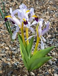 Attēlu rezultāti vaicājumam “Iris rosenbachiana”