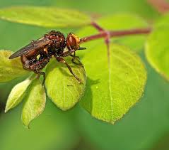 Attēlu rezultāti vaicājumam “Sicus ferrugineus”