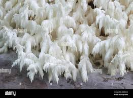 Attēlu rezultāti vaicājumam “Hericium coralloides”