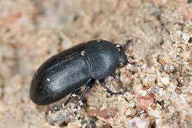 Attēlu rezultāti vaicājumam “Dermestidae”