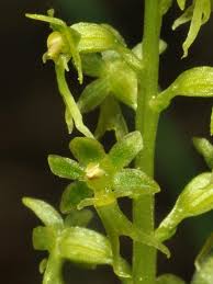 Attēlu rezultāti vaicājumam “Listera cordata fruit”
