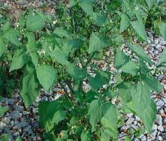 Attēlu rezultāti vaicājumam “Solanum nigrum”