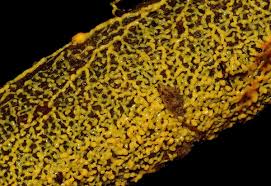 Attēlu rezultāti vaicājumam “Hemitrichia serpula”