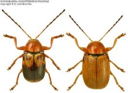 Attēlu rezultāti vaicājumam “Cryptocephalus pusillus”