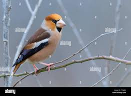 Attēlu rezultāti vaicājumam “Coccothraustes coccothraustes adult”