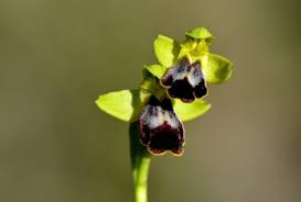Attēlu rezultāti vaicājumam “Ophrys insectifera leaf”