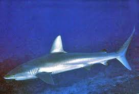 Image result for Carcharhinus galapagensis