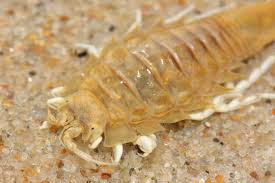 Attēlu rezultāti vaicājumam “Saduria entomon”