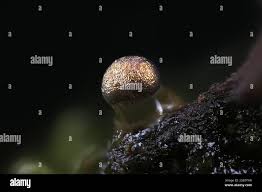 Attēlu rezultāti vaicājumam “Colloderma sp.”