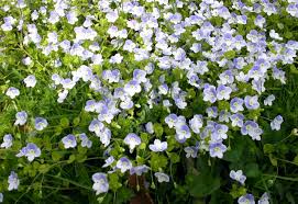 Attēlu rezultāti vaicājumam “Veronica filiformis bud”