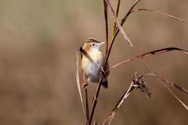 Image result for Cisticola juncidis