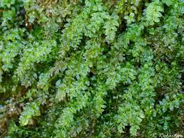 Attēlu rezultāti vaicājumam “Plagiomnium”