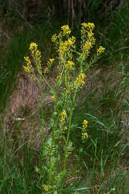 Attēlu rezultāti vaicājumam “Bunias orientalis flower”
