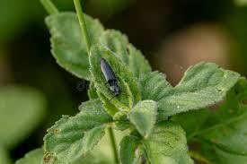 Attēlu rezultāti vaicājumam “Ctenicera pectinicornis”