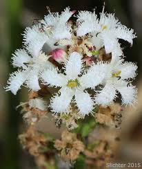 Attēlu rezultāti vaicājumam “Menyanthes trifoliata”