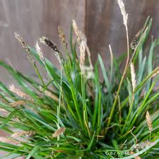 Attēlu rezultāti vaicājumam “Sesleria caerulea leaf”