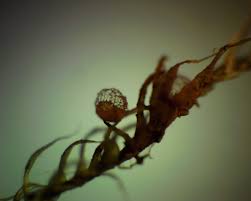 Attēlu rezultāti vaicājumam “Cribraria rubiginosa spores”