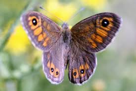 Attēlu rezultāti vaicājumam “Lasiommata maera”