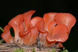 Attēlu rezultāti vaicājumam “Tremiscus helvelloides”