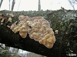 Attēlu rezultāti vaicājumam “Postia undosa”