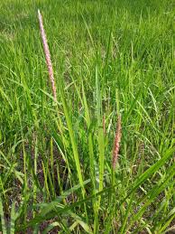 Attēlu rezultāti vaicājumam “Cynosurus cristatus flower”